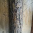 Образец имитации ствола для декора колонн под искусственное дерево в интерьере - Сосна, Кедр. Изготовление искусственного дерева возможно до 12 метров, дтаметром в нижней части до 40 сантиметров.