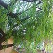Искусственное дерево Ива (половинка) высотой 3,18м, крона - 5,7м *2,0м для декора ресторана "Плакучая ива" в г. Нижний Новгород - 2016г.