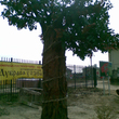 Искусственное декоративное дерево Дуб большого размера на входной зоне в поселок "Дубрава у озера" Чеховский р-он, МО - 2009г. Высота дерева 4,5м. Размах кроны 3,5м.