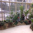 Оформление зимнего сада искусственной скалой с водопадом и прудом для рыб и натуральными растениями. - п. Усово, МО - 2008г.