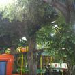Большие искусственные деревья разных видов высотой 7,5м для декора опорных колонн в детском комплексе "В гостях у сказки" г. Кострома - 2014г.
