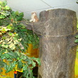 Дерево искусственный Дуб большого размера для декорации круглой колонны в кафе "Сказка" г. Кострома 2008г.