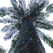 Пальма уличная 8 метров