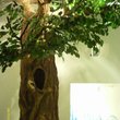 Искусственный дуб отдельно стоящий - высотой 3,5м в Библейский центр "Слово Жизни" г. Москва - 2011г.