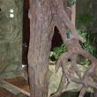 Искусственное дерево на опорную колонну в зимний сад. - МО, Каширский район - 2006 г.