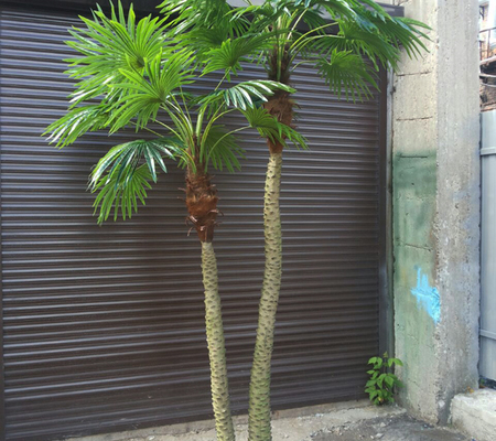 Изготовление искусственной пальмы Вашингтония сдвоенная пальма 2.5-3.5 метра для внутренних помещений.