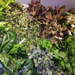 Зеленая стена из искусственных растений