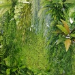 Фито стены из ампельных растений