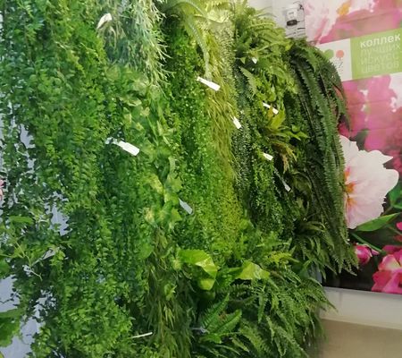 Фито стены из ампельных растений