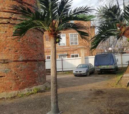 Пальмы искусственные для улицы Любого размера