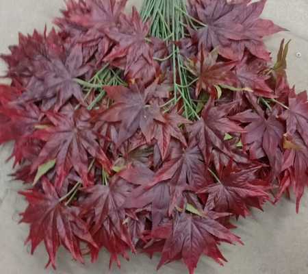 Клен бордовый китайский.