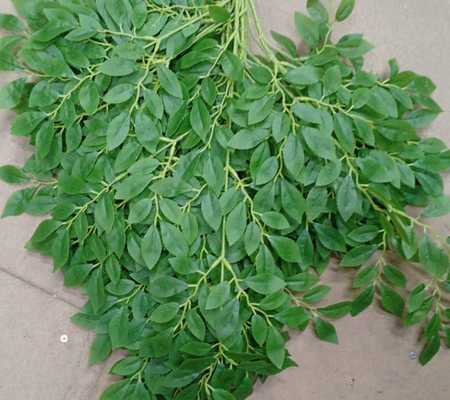 Ветка фикуса молодого 2