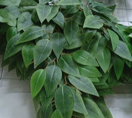 Ветка фикуса зеленого 1