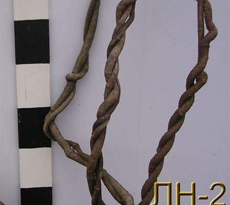 Лиана натуральная ЛН-2